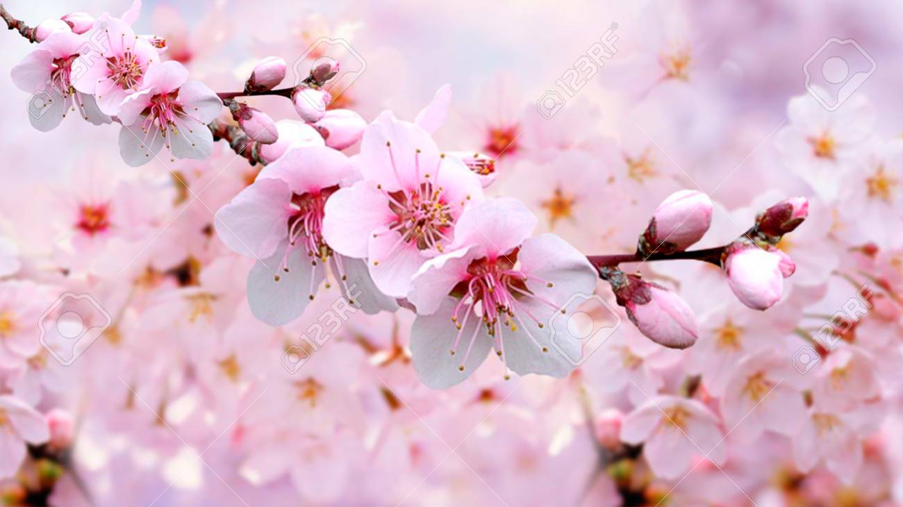 cherry blossom