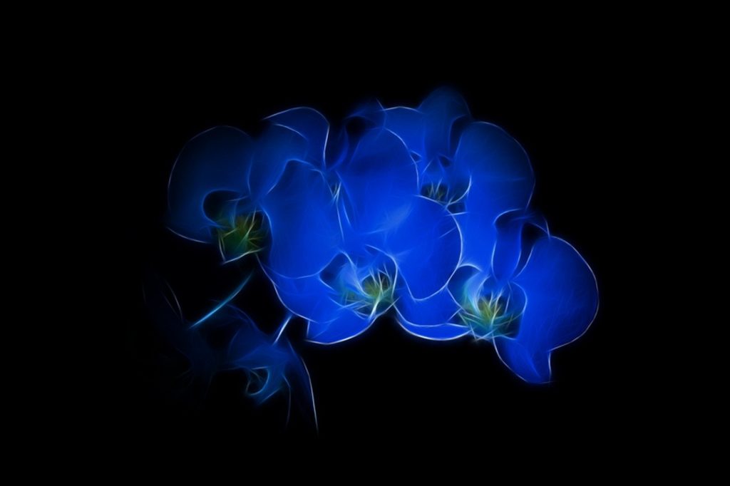 Classic Blue Orchids 
